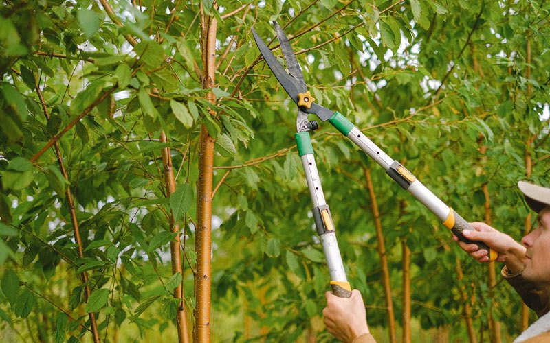 Tree trimming in New Plymouth, OH