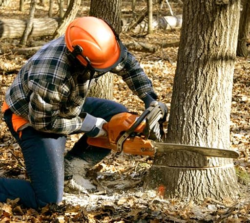 Tree Removal in New Plymouth, OH